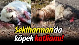 Sekiharman'da köpek katliamı!