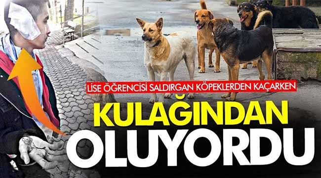 Başıboş köpekler öğrencilere saldırdı! 