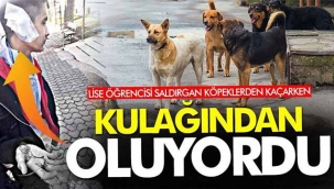 Başıboş köpekler öğrencilere saldırdı!