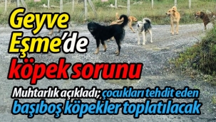 Geyve Eşme'de köpek sorunu!