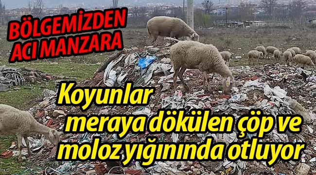 Koyunlar çöp ve moloz yığınında otluyor