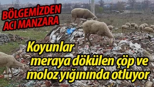 Koyunlar çöp ve moloz yığınında otluyor