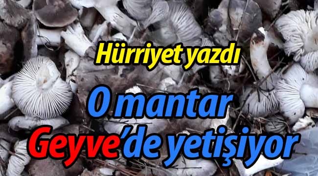 O mantar Geyve'de yetişiyor!