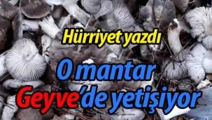 O mantar Geyve'de yetişiyor!