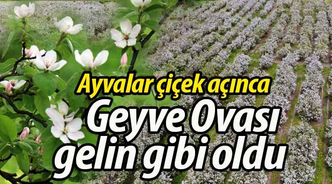 Ayva çiçek açınca, Geyve Ovası gelin gibi oldu