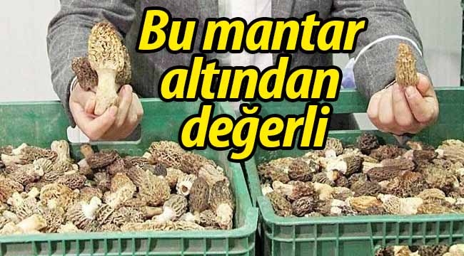 Bu mantar altından değerli