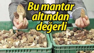 Bu mantar altından değerli