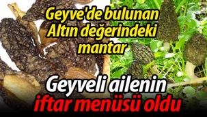 Geyve'de Altın değerinde mantar bulundu
