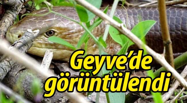 Geyve'de görüntülendi