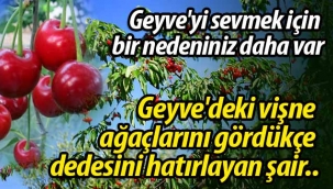 Geyve'deki vişne ağaçlarını gördükçe dedesini hatırlayan şair