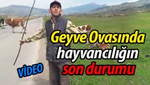 Geyve Ovasında hayvancılığın son durumu