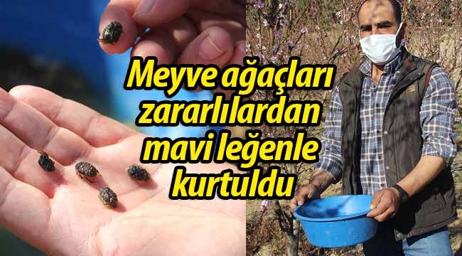 Meyve ağaçları, zararlılardan mavi leğenle kurtuldu