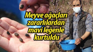 Meyve ağaçları, zararlılardan mavi leğenle kurtuldu
