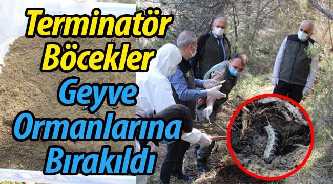 Terminatör Böcekler Geyve Ormanlarına Bırakıldı