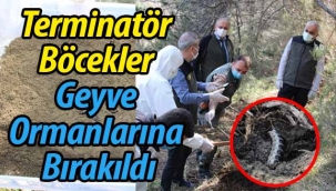 Terminatör Böcekler Geyve Ormanlarına Bırakıldı