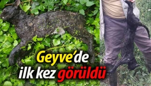 Geyve'de ilk kez görüldü