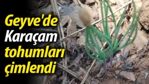 Geyve'de Karaçam tohumları çimlendi
