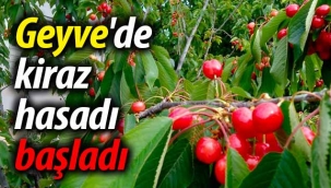 Geyve'de kiraz hasadı başladı