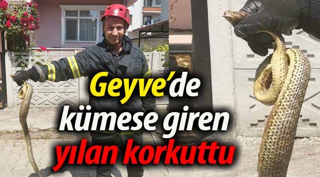 Geyve'de kümese giren yılan korkuttu