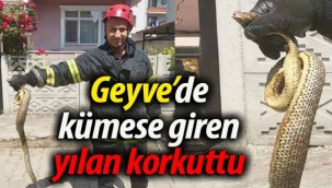 Geyve'de kümese giren yılan korkuttu