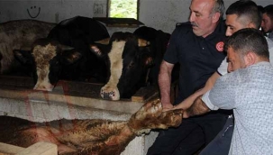 Geyve'de  kurbanlık tosun böyle kurtarıldı