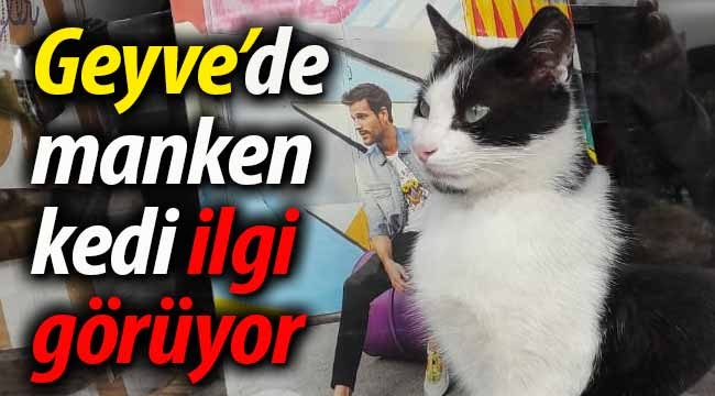 Geyve'de manken kedi ilgi görüyor