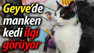 Geyve'de manken kedi ilgi görüyor