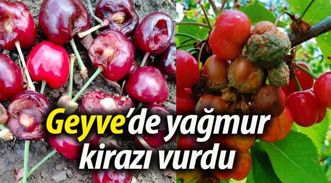 Geyve'de yağmur kirazı vurdu. 