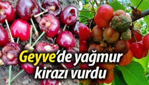 Geyve'de yağmur kirazı vurdu.
