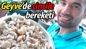 Geyve ormanlarında Cincile bereketi