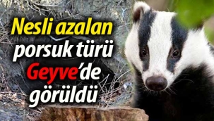 Nesli azalan Porsuk Geyve'de görüldü
