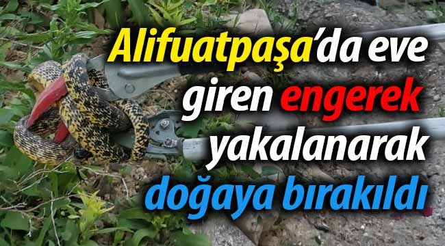 Eve giren yılan yakalanarak, doğaya bırakıldı