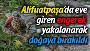Eve giren yılan yakalanarak, doğaya bırakıldı
