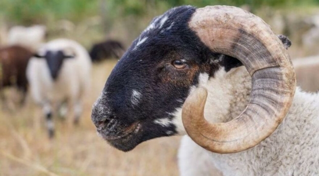 Bilecik'te öfkeli koç, çobanı öldürdü