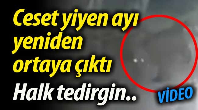 Ceset yiyen ayı yeniden ortaya çıktı 