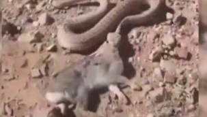 Engereğin tavşan avını böyle görüntüledi
