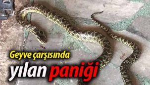 Geyve çarşısında yılan paniği