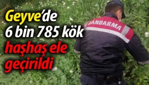 Geyve'de 6 bin 785 kök haşhaş ele geçirildi