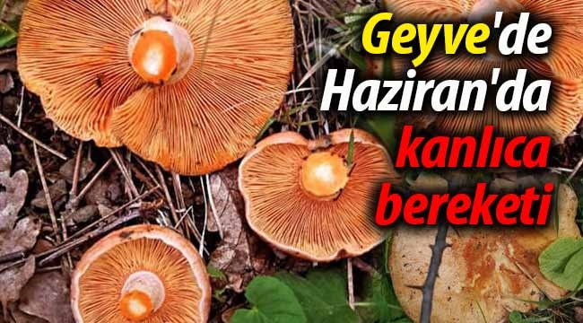 Geyve'de Haziran'da kanlıca bereketi