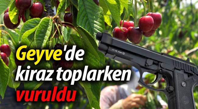 Geyve'de kiraz toplarken vuruldu