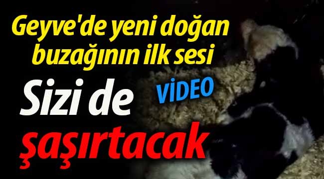 Geyve'de yeni doğan buzağının ilk sesi sizi de şaşırtacak!