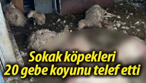 Sokak köpekleri 20 gebe koyunu telef etti