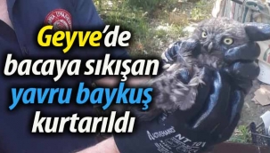 Geyve'de bacaya sıkışan yavru baykuş kurtarıldı
