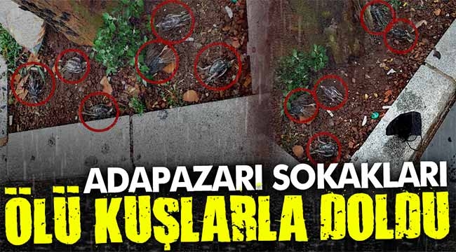 Adapazarı sokakları ölü kuşlarla doldu!