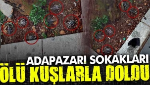 Adapazarı sokakları ölü kuşlarla doldu!