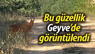 Bu güzellik Geyve'de görüntülendi