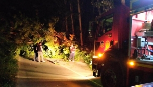 Devrilen ağaçlar Geyve-Taraklı yolunu kapadı