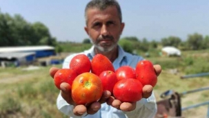 Domates sadece tarlada ucuz