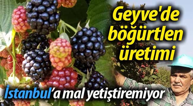 Geyve'de böğürtlen üretimi