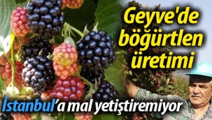 Geyve'de böğürtlen üretimi